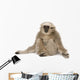 Young Pileated Gibbon 4 Wall Decal