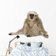 Young Pileated Gibbon 4 Wall Decal