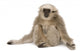 Young Pileated Gibbon 4 Wall Decal