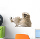 Young Pileated Gibbon Wall Decal