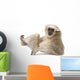 Young Pileated Gibbon Wall Decal