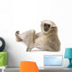 Young Pileated Gibbon Wall Decal