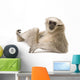 Young Pileated Gibbon Wall Decal
