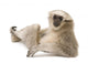 Young Pileated Gibbon Wall Decal