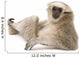 Young Pileated Gibbon Wall Decal
