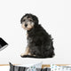 Rear Crossbreed Looking Camera Wall Decal