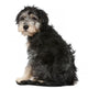 Rear Crossbreed Looking Camera Wall Decal