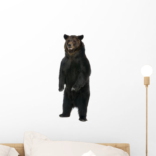 Female Brown Bear 12 Wall Decal