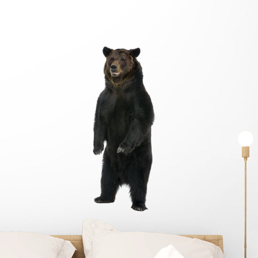 Female Brown Bear 12 Wall Decal