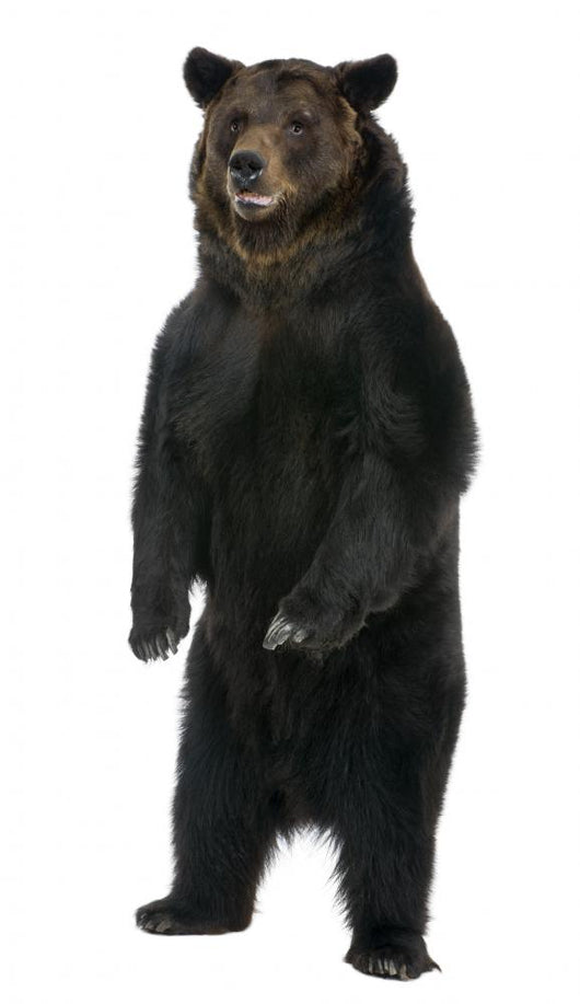 Female Brown Bear 12 Wall Decal
