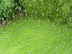 Natural Green Grass behind Wall Decal
