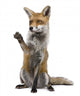 Red Fox Wall Decal