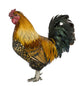 Gallic Rooster 5 Years Old Wall Decal