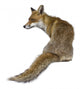Seated Red Fox Wall Decal
