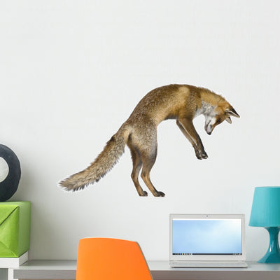 Pouncing Red Fox Wall Decal shown on a wall