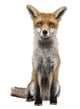 Front Red Fox 1 Wall Decal