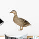 Female Mallard Wall Decal