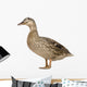 Female Mallard Wall Decal