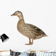 Female Mallard Wall Decal