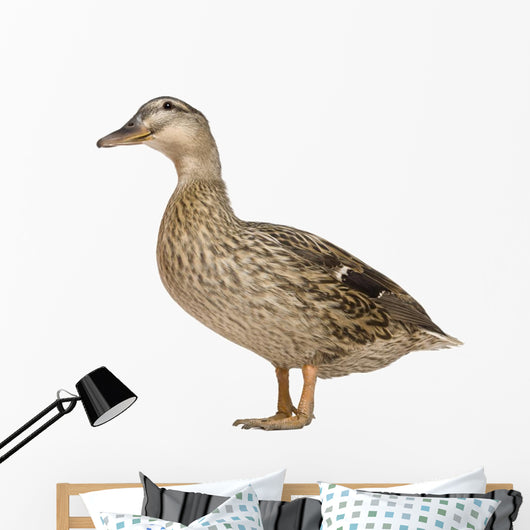 Female Mallard Wall Decal