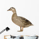 Female Mallard Wall Decal