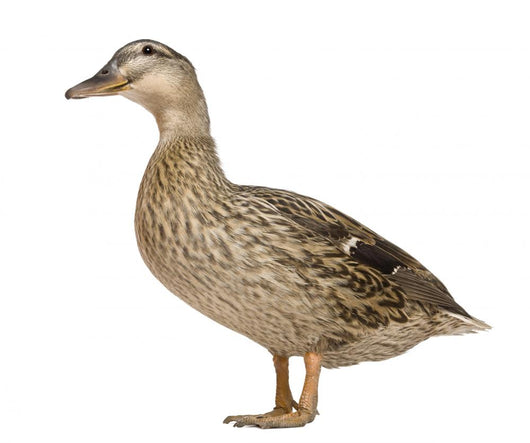 Female Mallard Wall Decal
