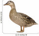 Female Mallard Wall Decal