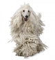 White Corded Poodle Wall Decal