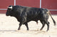 Fighting bull Wall Mural