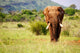 Walking Elephant Wall Mural
