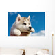 Siberian Husky Dog Puppy Wall Mural