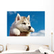 Siberian Husky Dog Puppy Wall Mural
