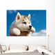 Siberian Husky Dog Puppy Wall Mural