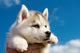Siberian Husky Dog Puppy Wall Mural