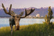 Bull Moose Standing Wall Mural