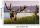 Bull Moose Standing Wall Mural