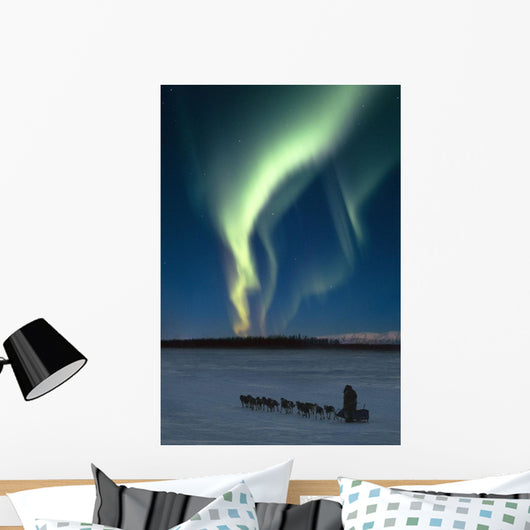 Scenic View Of Musher With Northern Lights Overhead Alaska Wall Mural
