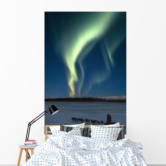 Scenic View Of Musher With Northern Lights Overhead Alaska Wall Mural