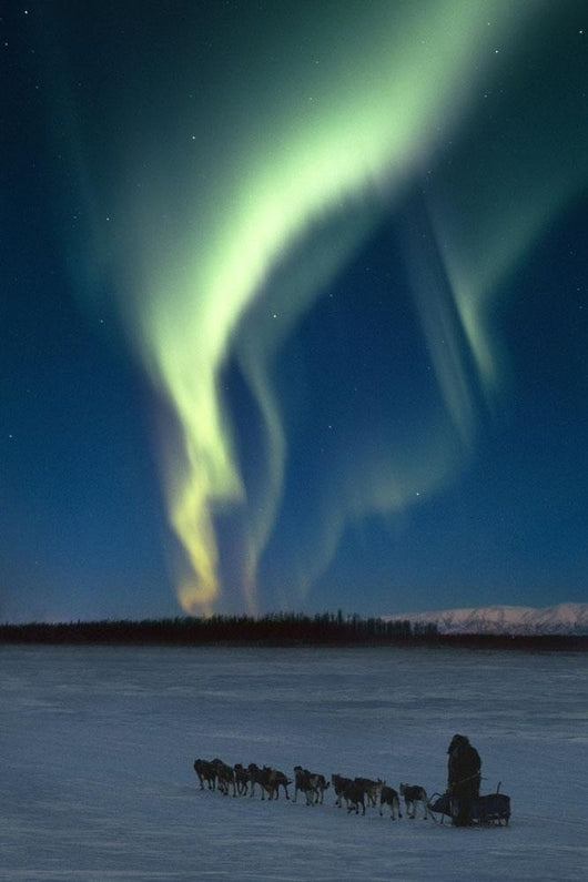 Scenic View Of Musher With Northern Lights Overhead Alaska Wall Mural