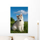 Siberian Husky Dog Puppy