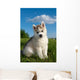 Siberian Husky Dog Puppy