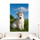 Siberian Husky Dog Puppy