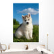 Siberian Husky Dog Puppy
