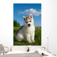 Siberian Husky Dog Puppy