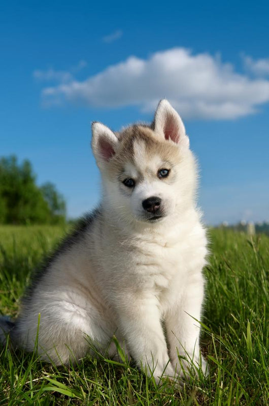 Siberian Husky Dog Puppy – Wallmonkeys