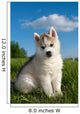 Siberian Husky Dog Puppy