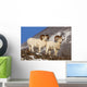 Two Full-curl Ram Dall Wall Mural