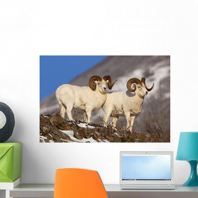 Two Full-curl Ram Dall Wall Mural shown on a wall