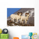 Two Full-curl Ram Dall Wall Mural