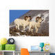 Two Full-Curl Ram Dall Sheep At Windy Point Area, Southcentral Alaska Wall Mural